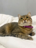 Собаки и кошки в добрые руки