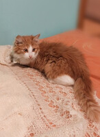 Собаки и кошки в добрые руки