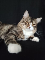 Собаки и кошки в добрые руки