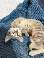 Собаки и кошки в добрые руки