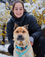 Собаки и кошки в добрые руки