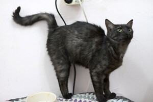 Собаки и кошки в добрые руки