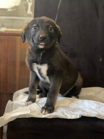 Собаки и кошки в добрые руки