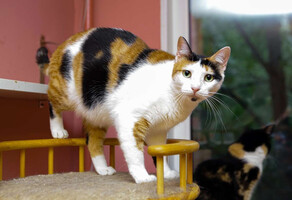 Собаки и кошки в добрые руки