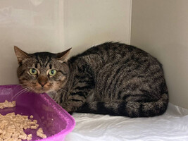 Собаки и кошки в добрые руки