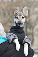 Собаки и кошки в добрые руки