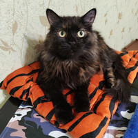 Собаки и кошки в добрые руки