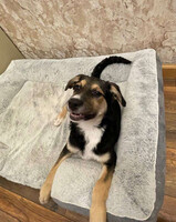 Собаки и кошки в добрые руки