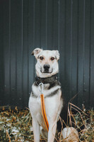 Собаки и кошки в добрые руки