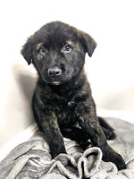 Собаки и кошки в добрые руки