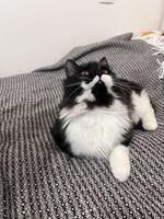 Собаки и кошки в добрые руки