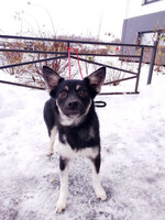 Собаки и кошки в добрые руки