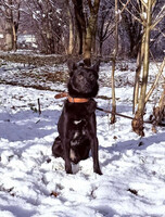 Собаки и кошки в добрые руки