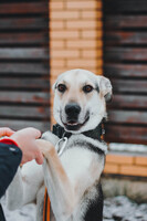 Собаки и кошки в добрые руки