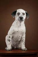 Собаки и кошки в добрые руки