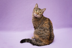 Собаки и кошки в добрые руки