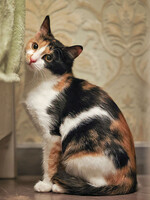 Собаки и кошки в добрые руки