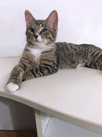 Собаки и кошки в добрые руки