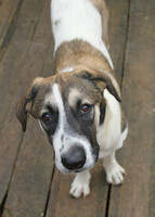 Собаки и кошки в добрые руки