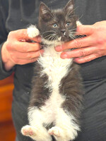 Собаки и кошки в добрые руки