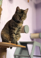 Собаки и кошки в добрые руки