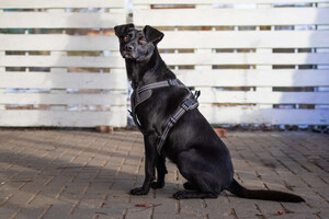 Собаки и кошки в добрые руки