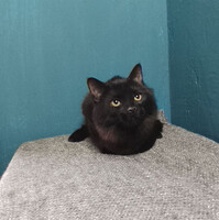 Собаки и кошки в добрые руки