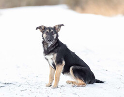 Собаки и кошки в добрые руки