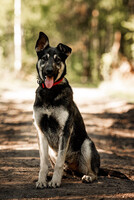 Собаки и кошки в добрые руки