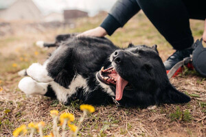 Собаки и кошки в добрые руки