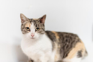 Собаки и кошки в добрые руки