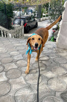 Собаки и кошки в добрые руки