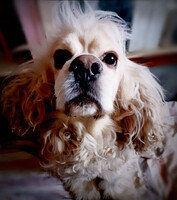 Собаки и кошки в добрые руки