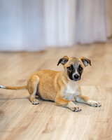 Собаки и кошки в добрые руки