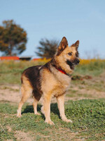 Собаки и кошки в добрые руки