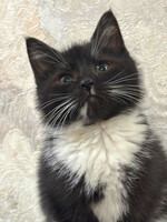 Собаки и кошки в добрые руки