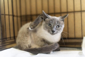 Собаки и кошки в добрые руки