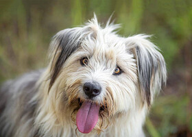 Собаки и кошки в добрые руки