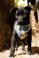 Собаки и кошки в добрые руки