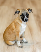 Собаки и кошки в добрые руки