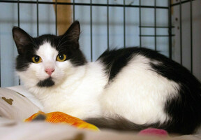 Собаки и кошки в добрые руки