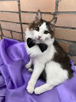 Собаки и кошки в добрые руки