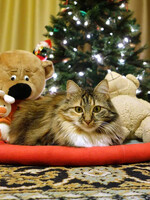 Собаки и кошки в добрые руки