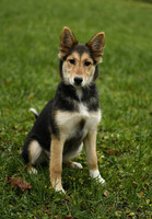 Собаки и кошки в добрые руки