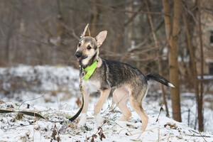 Собаки и кошки в добрые руки