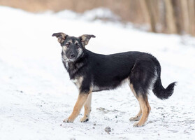 Собаки и кошки в добрые руки