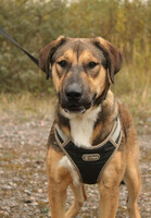 Собаки и кошки в добрые руки