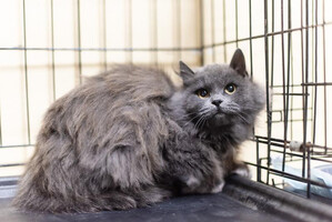 Собаки и кошки в добрые руки