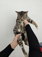 Собаки и кошки в добрые руки