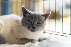 Собаки и кошки в добрые руки